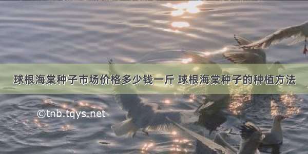 球根海棠种子市场价格多少钱一斤 球根海棠种子的种植方法