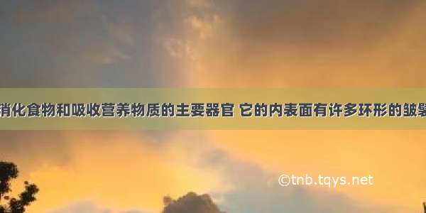 小肠是人体消化食物和吸收营养物质的主要器官 它的内表面有许多环形的皱襞和小肠绒毛