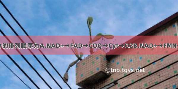 NADHⅡ呼吸链组分的排列顺序为A.NAD+→FAD→COQ→Cyt→O2B.NAD+→FMN→COQ→Cyt→O2C.