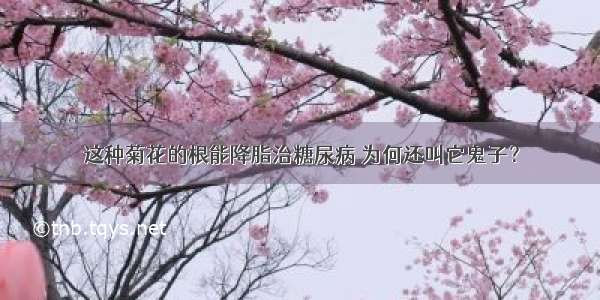 这种菊花的根能降脂治糖尿病 为何还叫它鬼子？