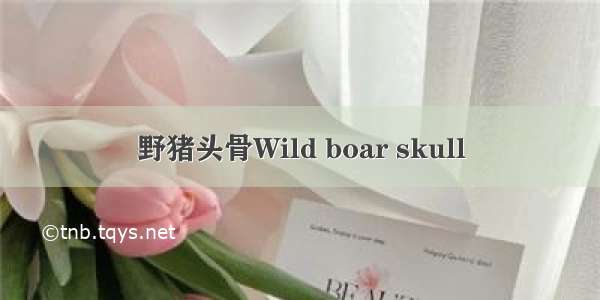 野猪头骨Wild boar skull