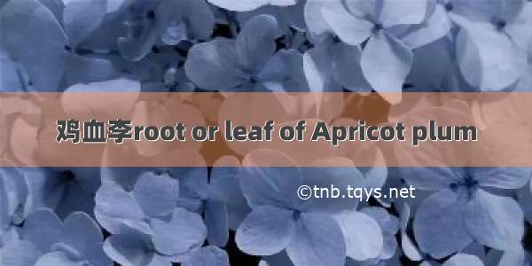 鸡血李root or leaf of Apricot plum