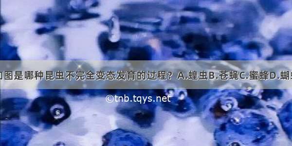 如图是哪种昆虫不完全变态发育的过程？A.蝗虫B.苍蝇C.蜜蜂D.蝴蝶