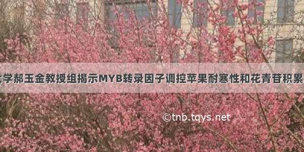 山东农业大学郝玉金教授组揭示MYB转录因子调控苹果耐寒性和花青苷积累的分子机制