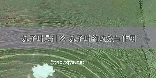 苏子叶是什么 苏子叶的功效与作用