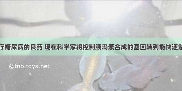 胰岛素是治疗糖尿病的良药 现在科学家将控制胰岛素合成的基因转到能快速繁殖的大肠杆