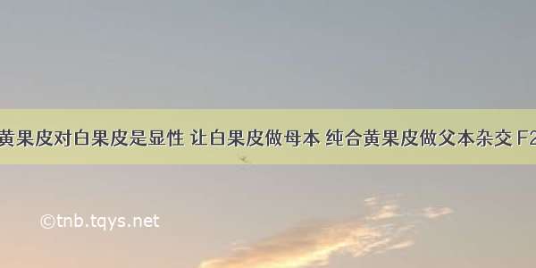 玉米子粒黄果皮对白果皮是显性 让白果皮做母本 纯合黄果皮做父本杂交 F2代结子粒