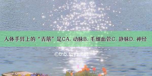 人体手臂上的“青筋”是CA. 动脉B. 毛细血管C. 静脉D. 神经