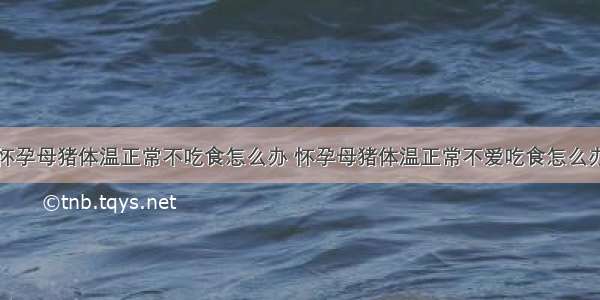 怀孕母猪体温正常不吃食怎么办 怀孕母猪体温正常不爱吃食怎么办