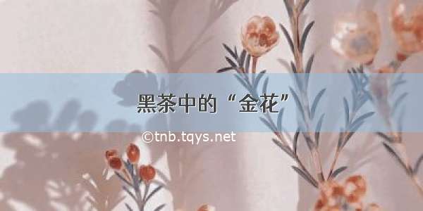 黑茶中的“金花”