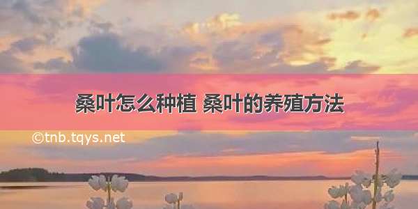 桑叶怎么种植 桑叶的养殖方法