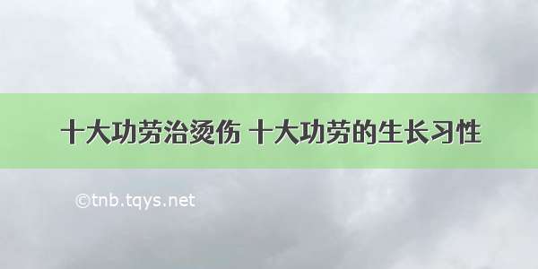 十大功劳治烫伤 十大功劳的生长习性