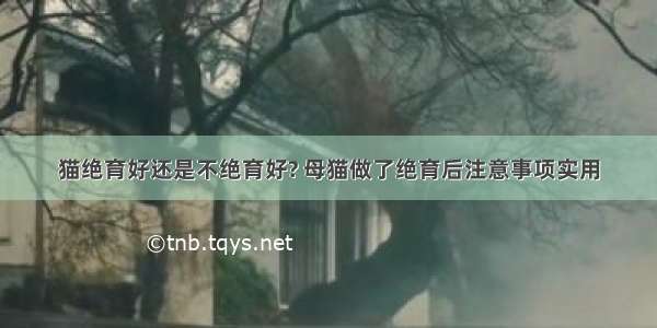 猫绝育好还是不绝育好? 母猫做了绝育后注意事项实用