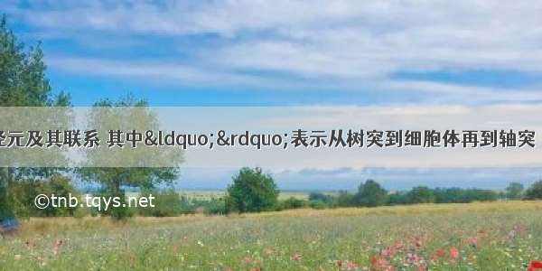 下图表示三个神经元及其联系 其中&ldquo;&rdquo;表示从树突到细胞体再到轴突 甲乙为两个电表。