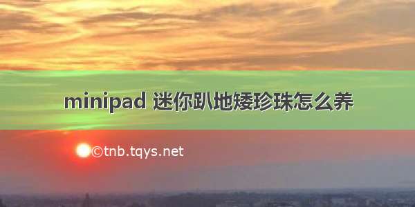 minipad 迷你趴地矮珍珠怎么养