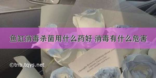 鱼缸消毒杀菌用什么药好 消毒有什么危害