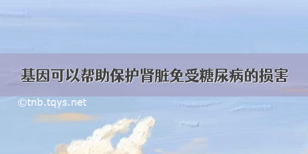 基因可以帮助保护肾脏免受糖尿病的损害