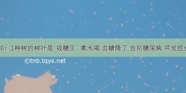 李时珍称：1种树的树叶是“吸糖王” 煮水喝 血糖降了 告别糖尿病 并发症也远离了