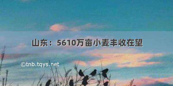 山东：5610万亩小麦丰收在望