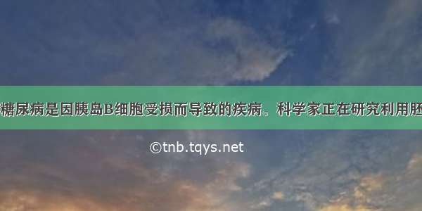 （10分）I型糖尿病是因胰岛B细胞受损而导致的疾病。科学家正在研究利用胚胎干细胞技术