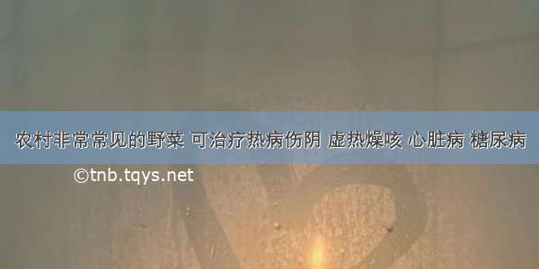 农村非常常见的野菜 可治疗热病伤阴 虚热燥咳 心脏病 糖尿病