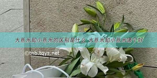 大薏米和小薏米的区别是什么 大薏米和小薏米哪个好