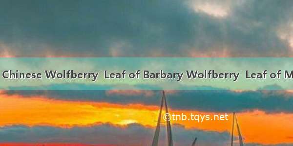 枸杞叶Leaf of Chinese Wolfberry  Leaf of Barbary Wolfberry  Leaf of Matrimonyvine