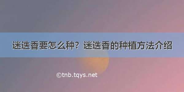 迷迭香要怎么种？迷迭香的种植方法介绍