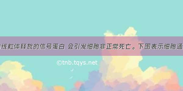 细胞内受损后的线粒体释放的信号蛋白 会引发细胞非正常死亡。下图表示细胞通过“自噬