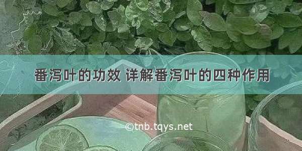 番泻叶的功效 详解番泻叶的四种作用