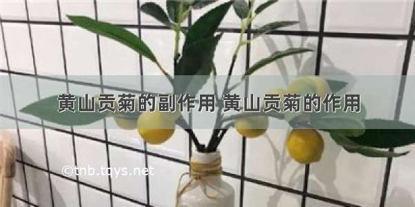 黄山贡菊的副作用 黄山贡菊的作用