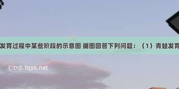 下图是青蛙发育过程中某些阶段的示意图 据图回答下列问题：（1）青蛙发育过程的顺序