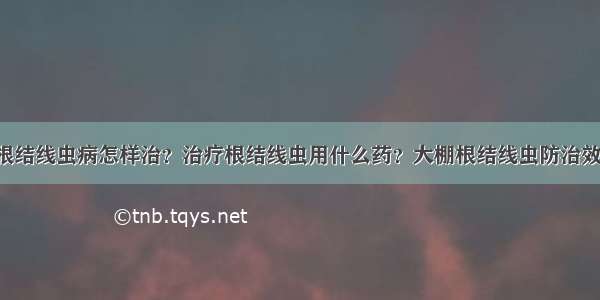 大棚根结线虫病怎样治？治疗根结线虫用什么药？大棚根结线虫防治效果药！