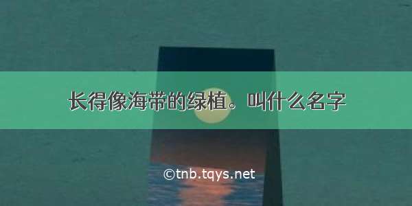 长得像海带的绿植。叫什么名字