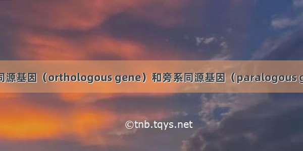 直系同源基因（orthologous gene）和旁系同源基因（paralogous gene）