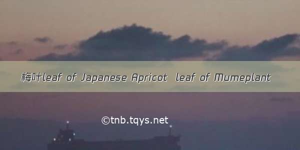 梅叶leaf of Japanese Apricot  leaf of Mumeplant