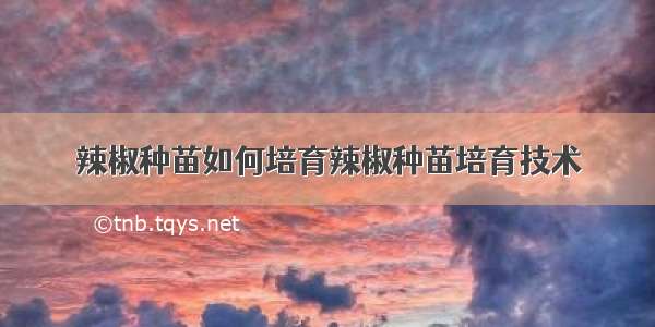 辣椒种苗如何培育辣椒种苗培育技术