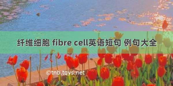 纤维细胞 fibre cell英语短句 例句大全