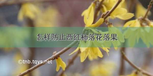 怎样防止西红柿落花落果