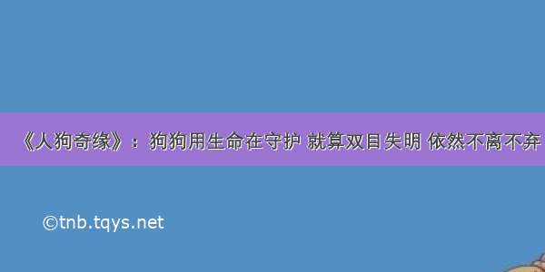 《人狗奇缘》：狗狗用生命在守护 就算双目失明 依然不离不弃