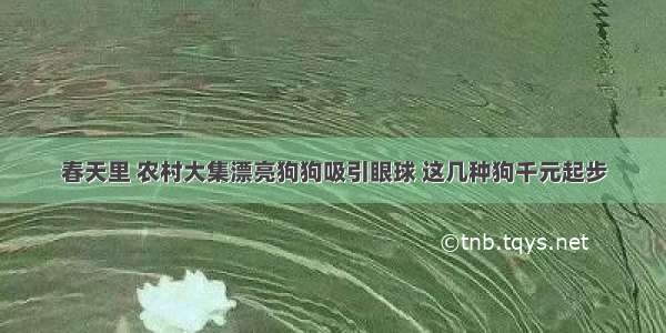 春天里 农村大集漂亮狗狗吸引眼球 这几种狗千元起步