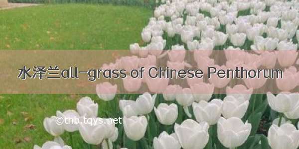 水泽兰all-grass of Chinese Penthorum