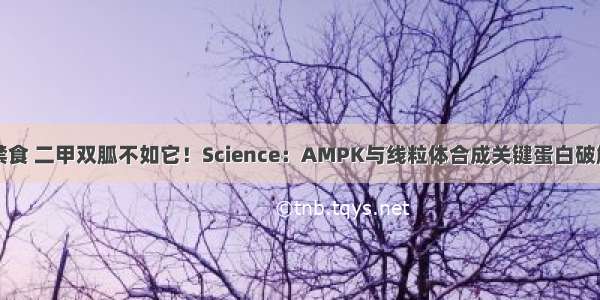 禁食 二甲双胍不如它！Science：AMPK与线粒体合成关键蛋白破解