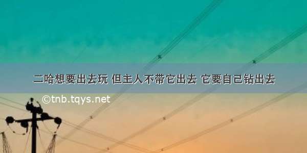 二哈想要出去玩 但主人不带它出去 它要自己钻出去