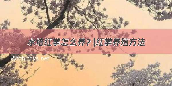 水培红掌怎么养？|红掌养殖方法