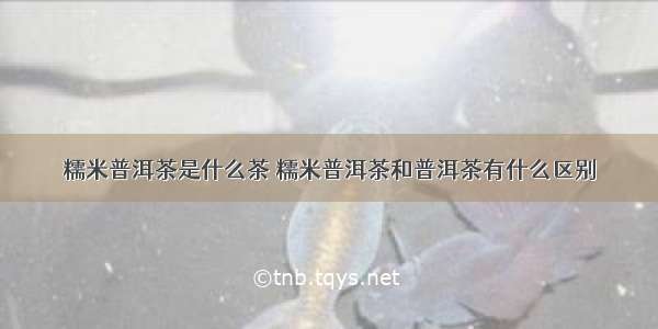 糯米普洱茶是什么茶 糯米普洱茶和普洱茶有什么区别