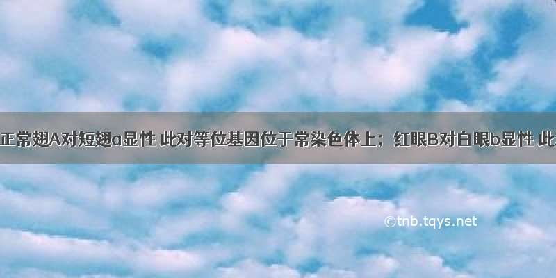 果蝇中 正常翅A对短翅a显性 此对等位基因位于常染色体上；红眼B对白眼b显性 此对等