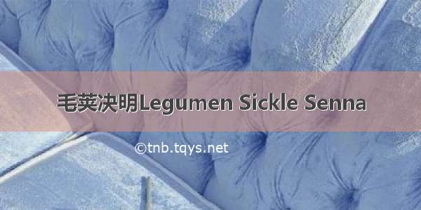 毛荚决明Legumen Sickle Senna