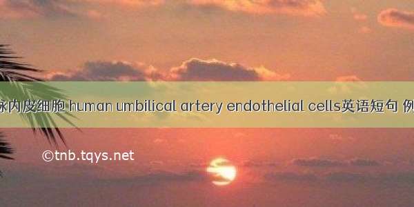 人脐动脉内皮细胞 human umbilical artery endothelial cells英语短句 例句大全