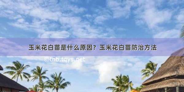 玉米花白苗是什么原因？玉米花白苗防治方法